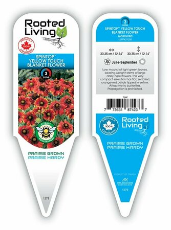 Gaillardia SpinTop™ - 'Yellow Touch' Blanket Flower 1 gal