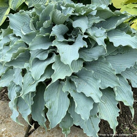 Hosta - 'Dancing with Dragons' [Blue] 1 gal