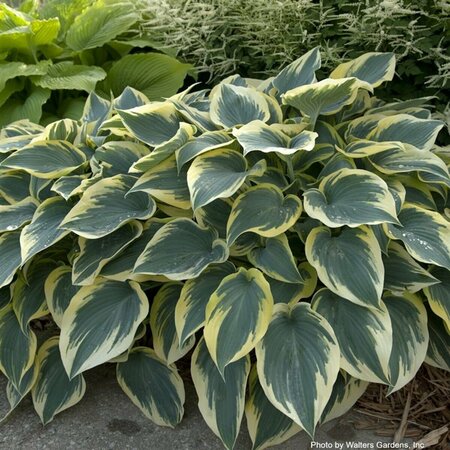 Hosta - 'First Frost' [Bl/Yl] 1 gal