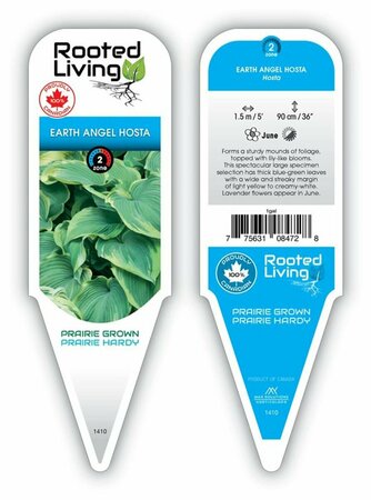 Hosta - 'Earth Angel' 1 gal - image 1