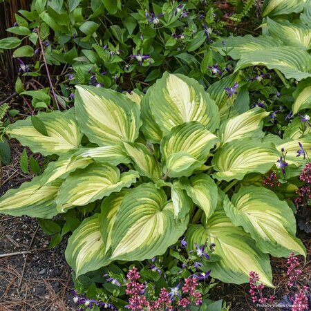 Hosta Shadowland® - 'Love Story' (PW) 1 gal