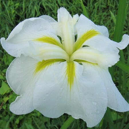 Iris Ensata - 'Gold Bound' [Wh/Yl] 1 gal - image 1