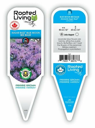 Monarda - Sugar Buzz® 'Blue Moon' Bee Balm 1 gal