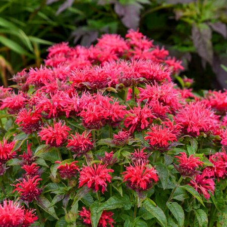 Monarda - Sugar Buzz® 'Cherry Pops' Bee Balm 1 gal - image 2