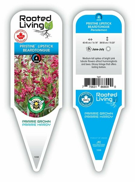 Penstemon barbatus - 'Pristine Lipstick' Beardtongue 1 gal