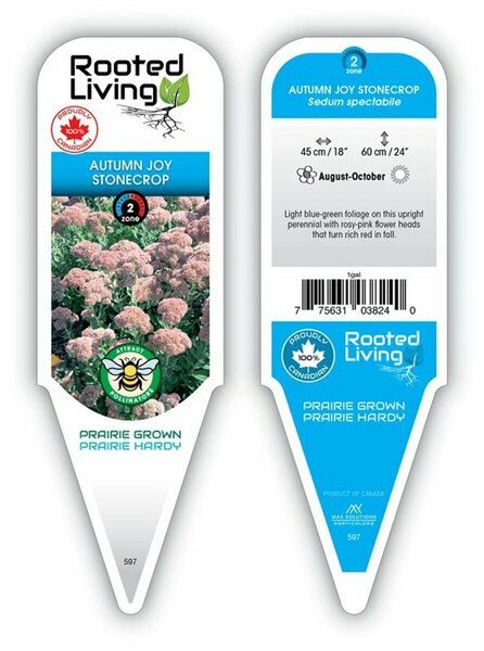 Sedum spectabile - 'Autumn Joy' Stonecrop 1 gal