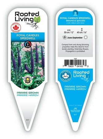 Veronica spicata - 'Royal Candles' Speedwell [Vlt-Bl] 1 gal