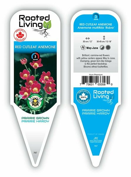 Anemone multi. - 'Rubra' Windflower [Red Cutleaf] 11 cm Prem