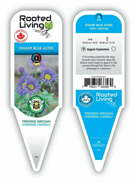 Aster alpinus - 'Dark Beauty' Blue Aster 11 cm Prem