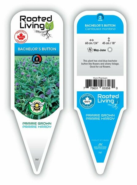 Centaurea montana - Bachelor's Button 11 cm Prem