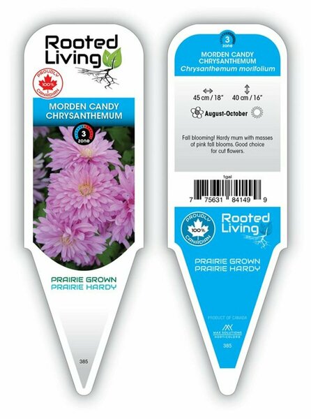 Chrysanthemum mor. - 'Morden Candy' Hardy Mum [Pi] 11 cm Prem