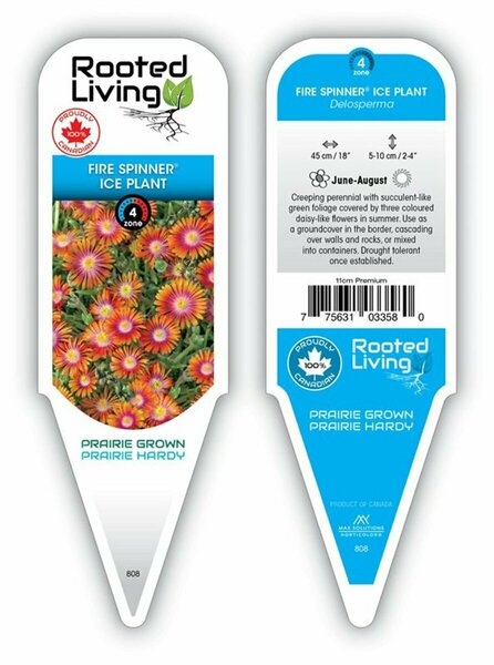 Delosperma - 'Fire Spinner'® Ice Plant 11 cm Prem