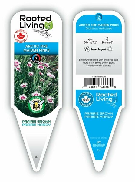 Dianthus deltoides - 'Arctic Fire' Pinks 11 cm Prem