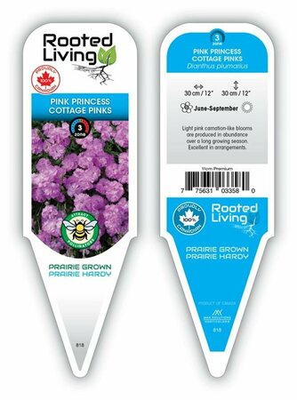 Dianthus plumarius - 'Pink Princess' Pinks 11 cm Prem