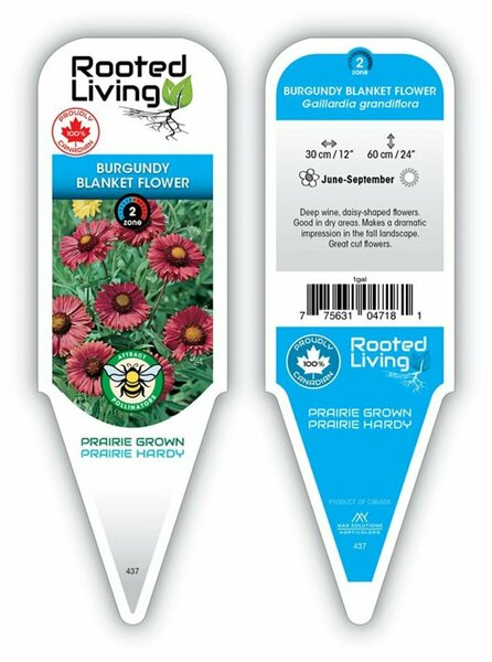 Gaillardia - 'Burgundy' Blanket Flower 11 cm Prem