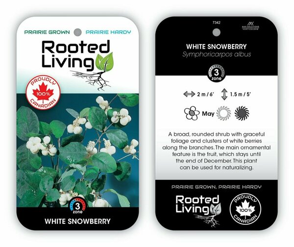 Symphoricarpos albus - White Snowberry  9 cm (3.5")