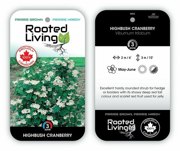 Viburnum trilobum - Highbush Cranberry 9 cm (3.5")