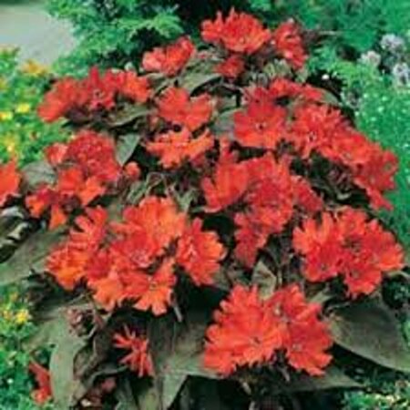 Lychnis - 'Molten Lava' Dwarf Red Campion 11 cm Prem - image 3