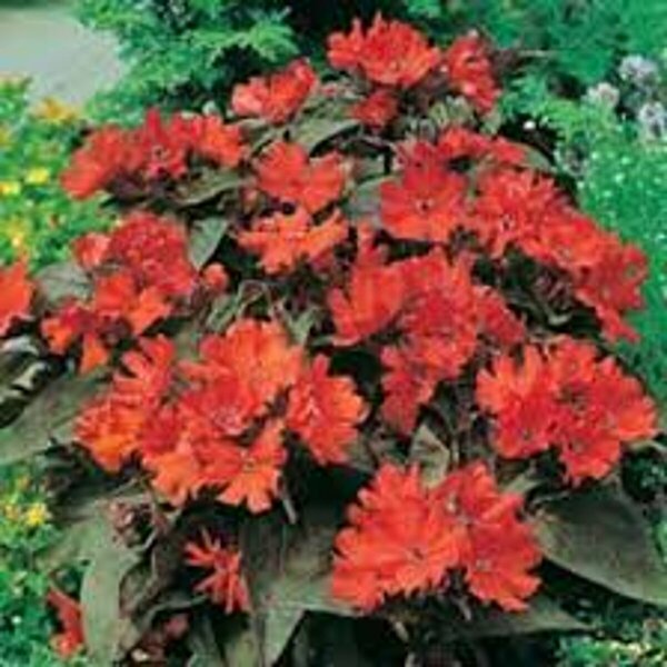 Lychnis - 'Molten Lava' Dwarf Red Campion 11 cm Prem - image 3