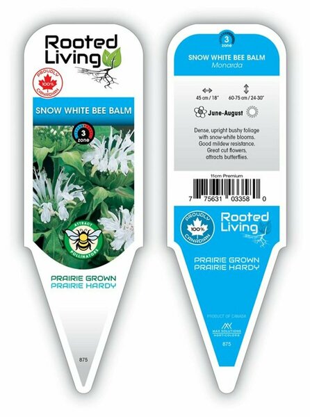 Monarda - 'Snow White' Bee Balm [Wh] 11 cm Prem