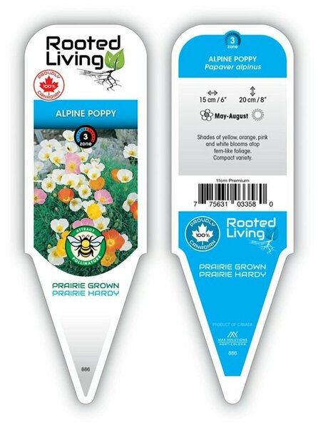 Papaver alpinus - Alpine Poppy [Mix] 11 cm Prem