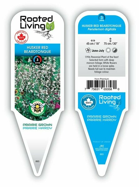 Penstemon digitalis - 'Husker Red' Beardtongue 11 cm Prem