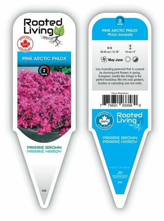 Phlox borealis - Arctic Phlox [Pink] 11 cm Prem - image 1