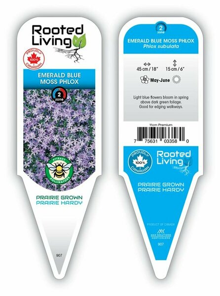 Phlox sub. - 'Emerald Blue' Moss Phlox [Lt Blue] 11 cm Prem