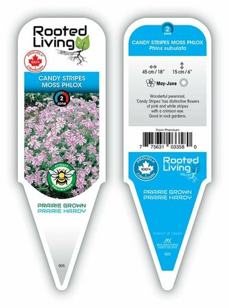 Phlox sub. - 'Candy Stripes' Moss Phlox 11 cm Prem - image 1