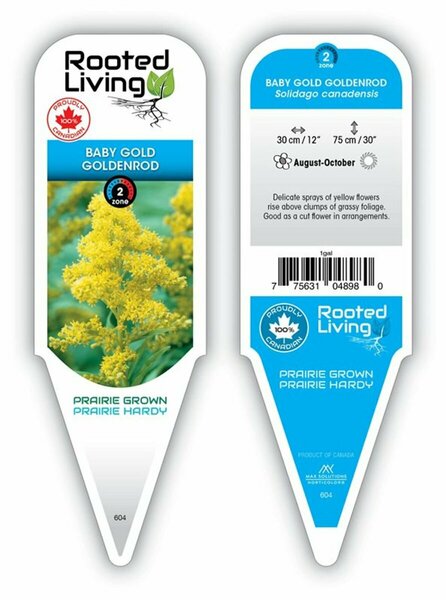 Solidago - 'Baby Gold' Goldenrod 11 cm Prem