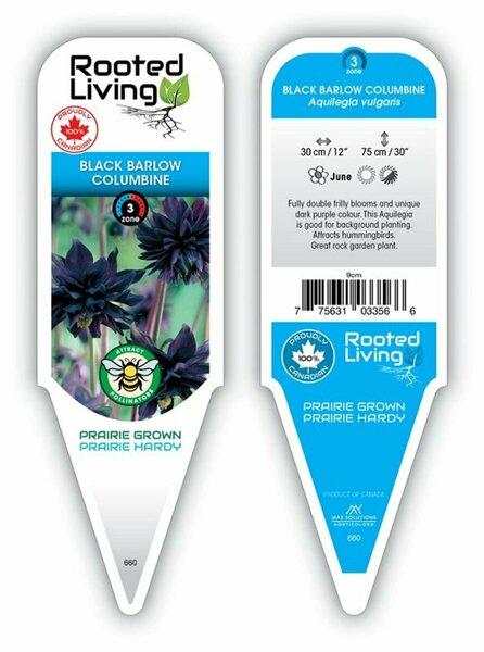Aquilegia vulgaris - 'Black Barlow' Columbine 9 cm (3.5")