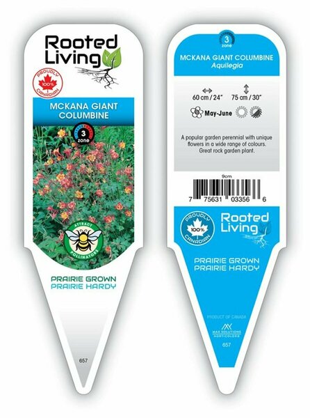 Aquilegia x cultorum - 'McKana's Giant' Columbine 9 cm (3.5")