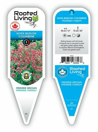 Aquilegia vulgaris - 'Nora Barlow' Columbine 9 cm (3.5") - image 1