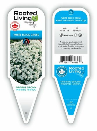 Arabis caucasica - 'Snowcap' Rockcress 9 cm (3.5")