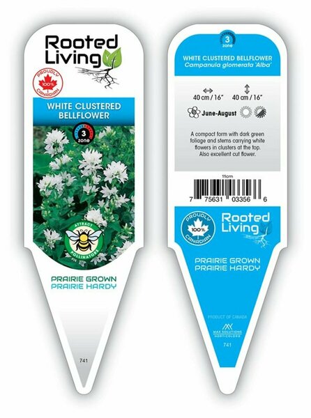Campanula glom. 'Acaulis' - Clustered Bellflower 9 cm (3.5")