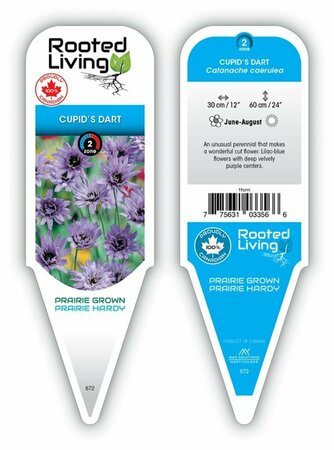 Catananche caerulea - Cupid's Dart 9 cm (3.5") - image 1