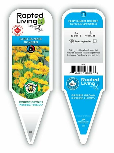 Coreopsis grand. - 'Early Sunrise' Tickseed 9 cm (3.5")