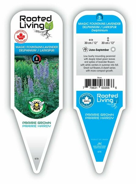 Delphinium - 'Magic Fountains Lavender' Larkspur 9 cm (3.5")