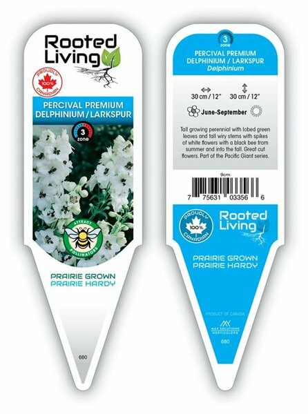 Delphinium - 'Percival' Larkskpur [Wht] 9 cm (3.5") - image 1