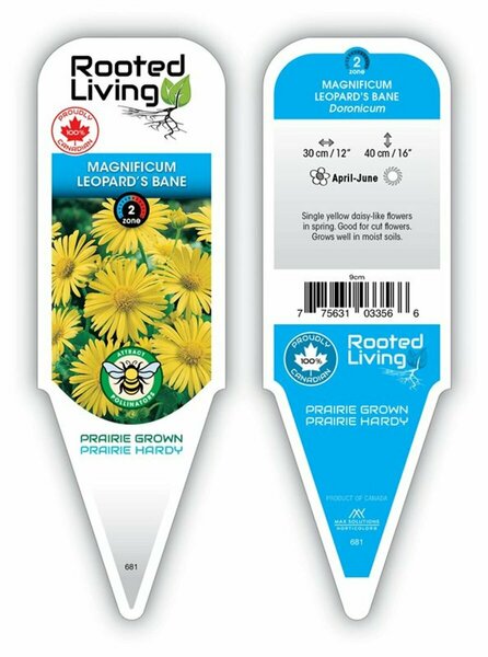 Doronicum - 'Magnificum' Leopard's Bane 9 cm (3.5")