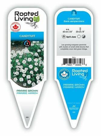 Iberis sempervirens - 'Snowflake' Candytuft 9 cm (3.5")