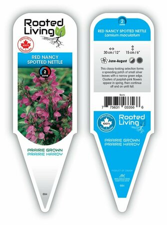 Lamium - 'Red Nancy' Spotted Nettle 9 cm (3.5") - image 1