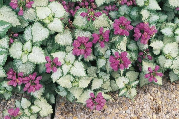 Lamium - 'Red Nancy' Spotted Nettle 9 cm (3.5") - image 2