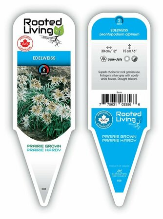 Leontopodium alpinum - Edelweiss 9 cm (3.5") - image 1