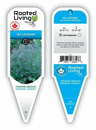Limonium latifolium - Sea Lavender 9 cm (3.5")