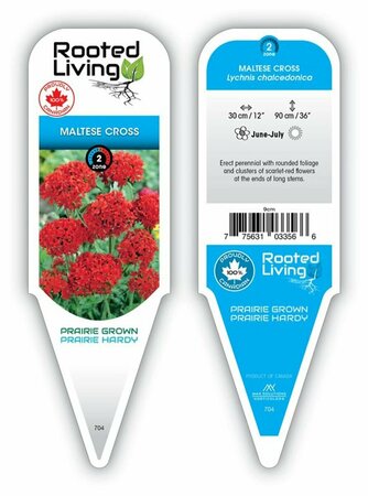 Lychnis chalcedonica - Maltese Cross 9 cm (3.5")