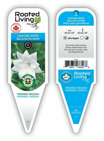 Platycodon - 'Hakone White' Balloon Flower 9 cm (3.5")