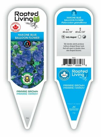 Platycodon - 'Hakone Blue' Balloon Flower 9 cm (3.5")