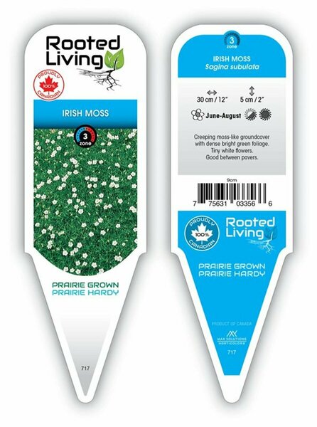Sagina subulata - Irish Moss 9 cm (3.5")