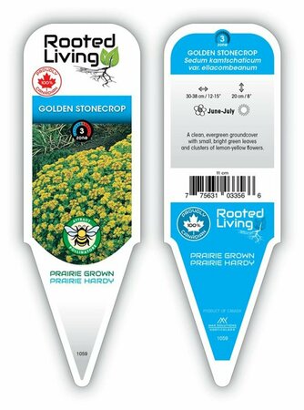 Sedum kam. - Golden Stonecrop 9 cm (3.5")